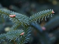 Abies pinsapo Kelleris IMG_3820 Jodła hiszpańska